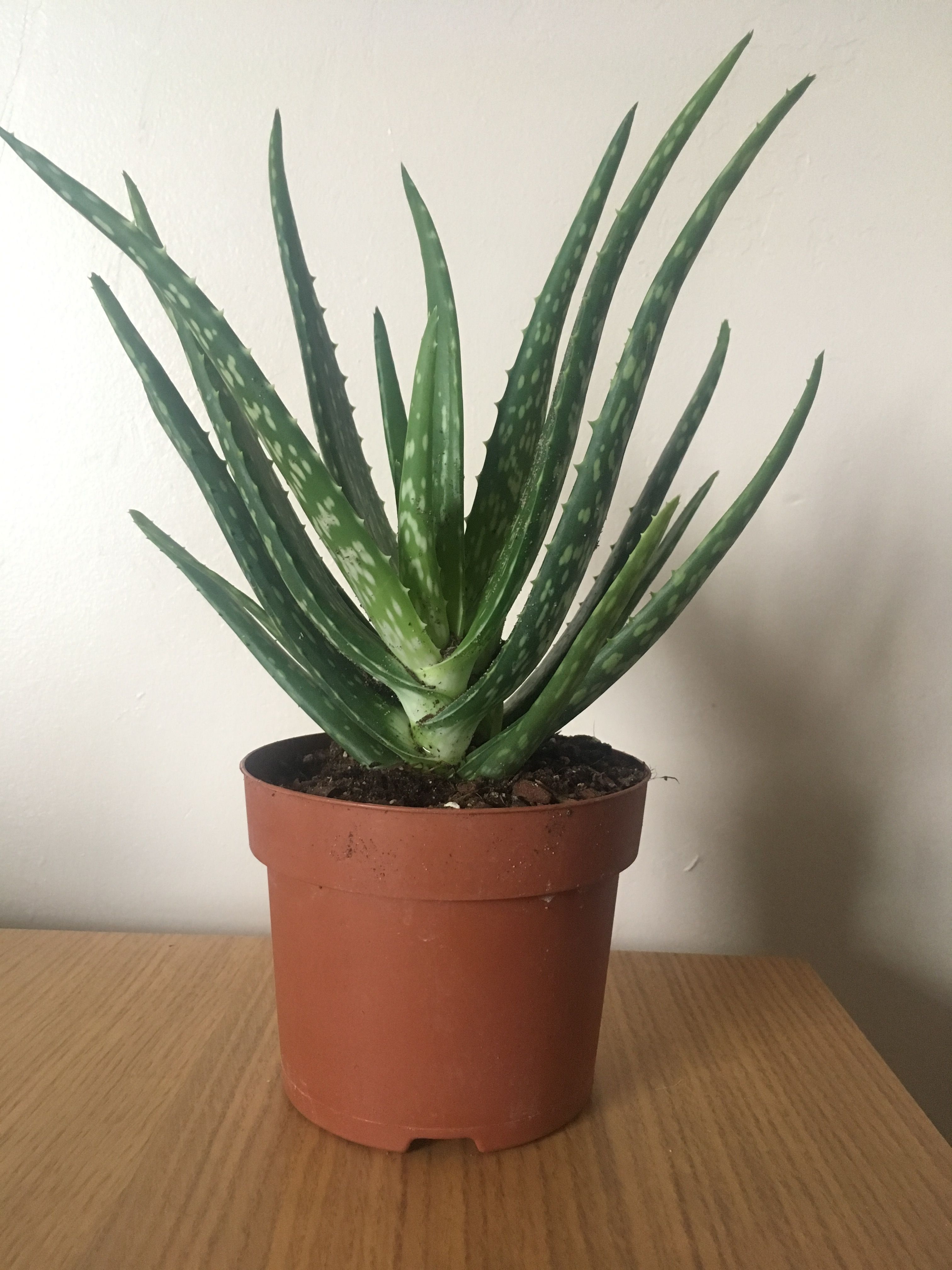 Why Everyone Should Have A Aloe Vera Plant In There Home I M