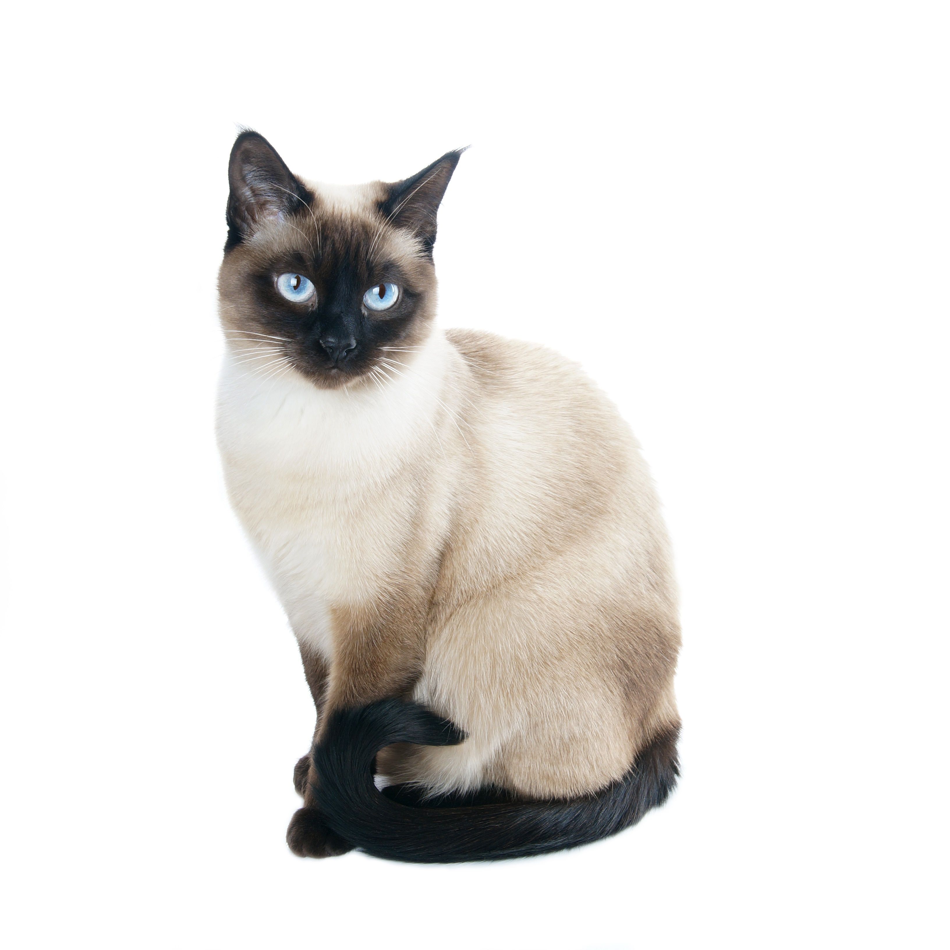 siamese-cat.jpg