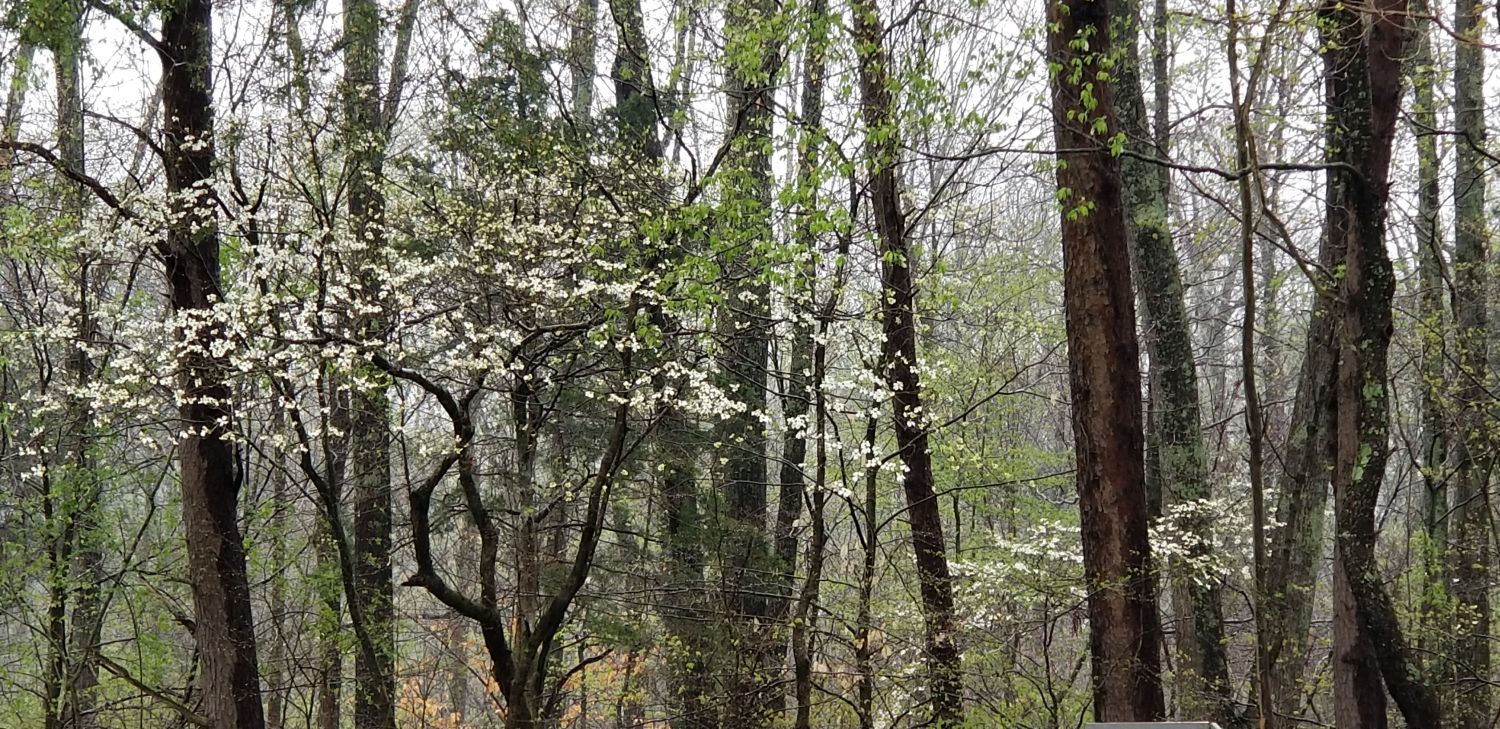 20180414_125652 Blooming dogwoods at edge of woods behind house.jpg