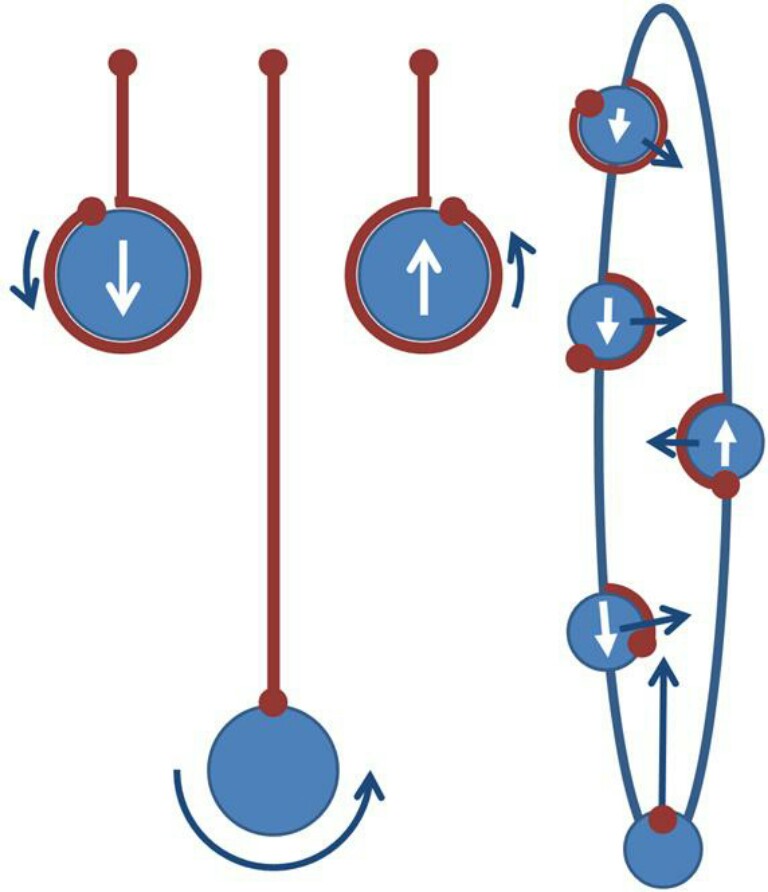 Motion_yo-yo-768x892.JPG