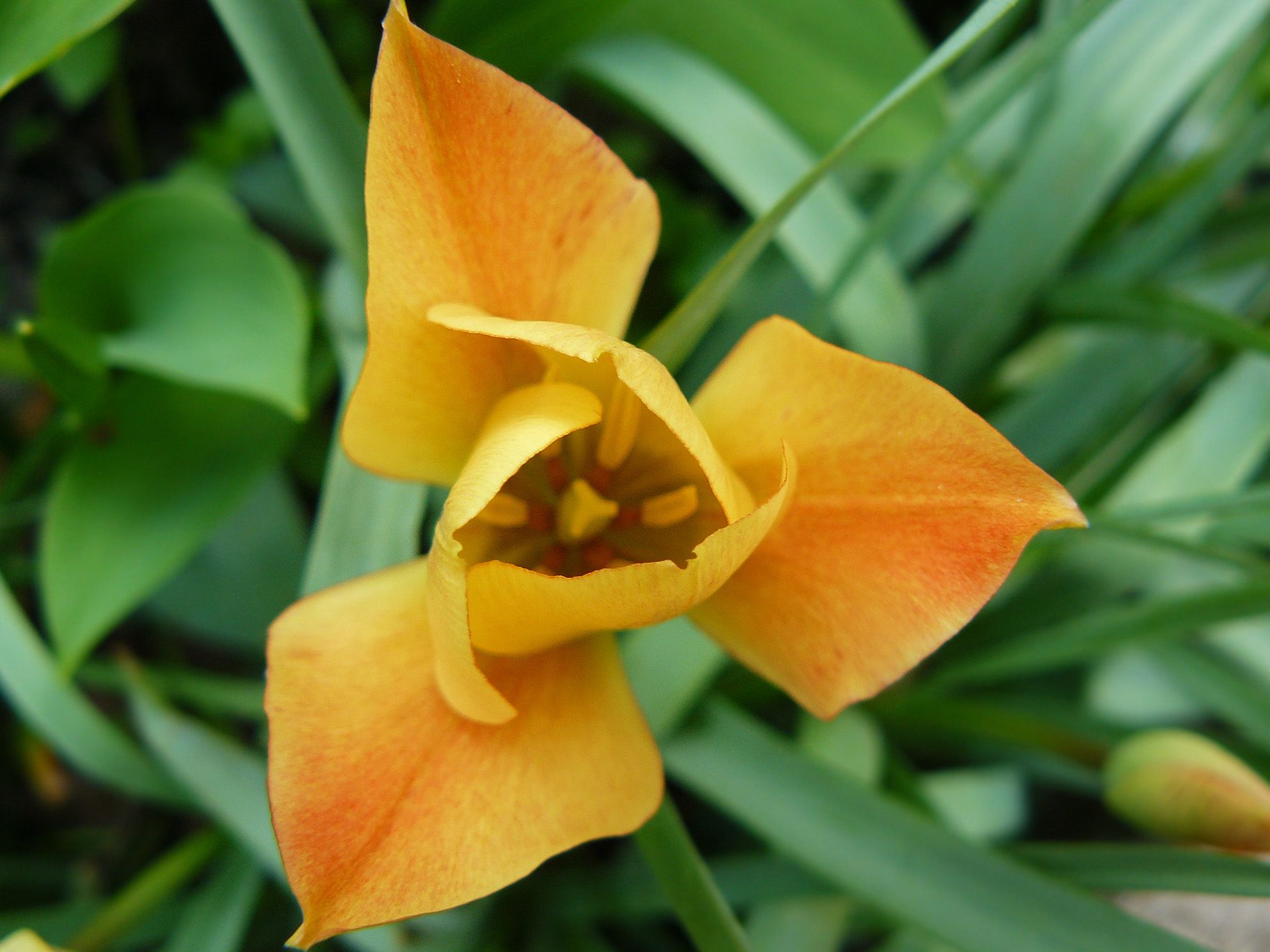 tulip orange mini 1.jpg