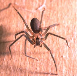 brown-recluse-spider.jpeg