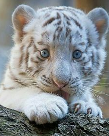 white tiger images for kids