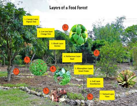 food forest layers2.jpg