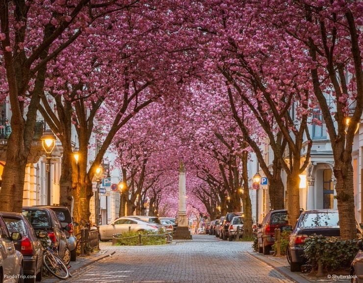 Cherry-Blossom-Avenue-Bonn-4.jpg