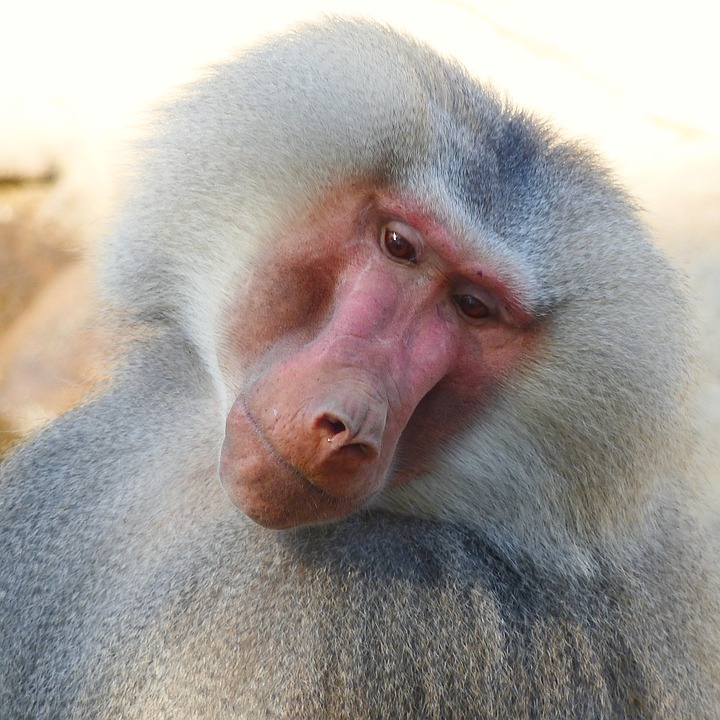 baboon-1714256_960_720.jpg