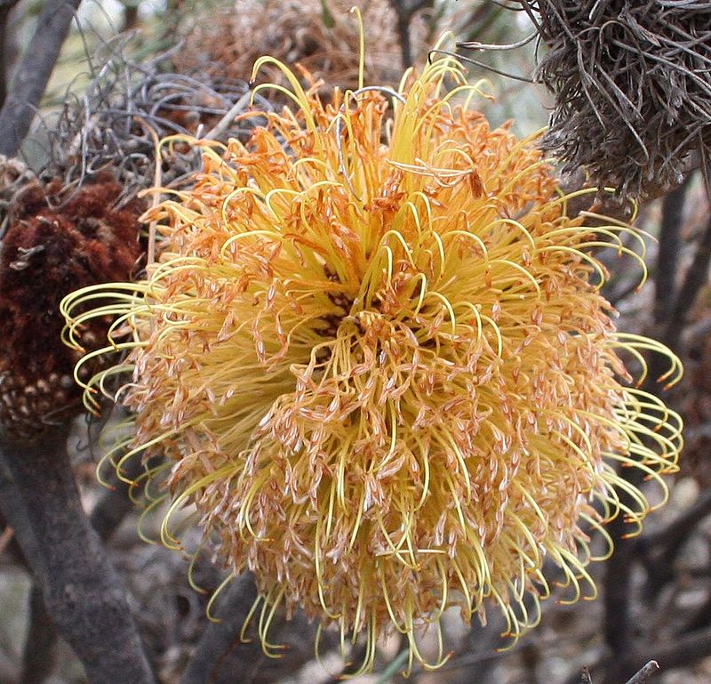 800px-Banksia_sphaerocarpa_caesia_Bendering.jpg