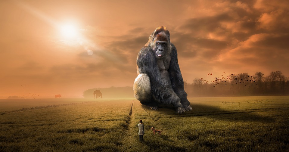 Animal Gorilla Ape Primate Herbivore Silver Back.jpg