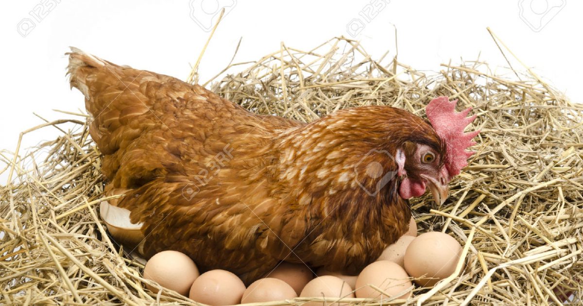 25548891-Isolated-brown-hen-with-egg-in-the-studio-Stock-Photo-hen-eggs-laying-1200x630.jpg