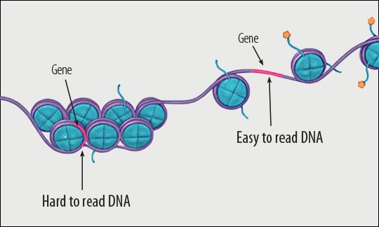 epigenetics.jpg