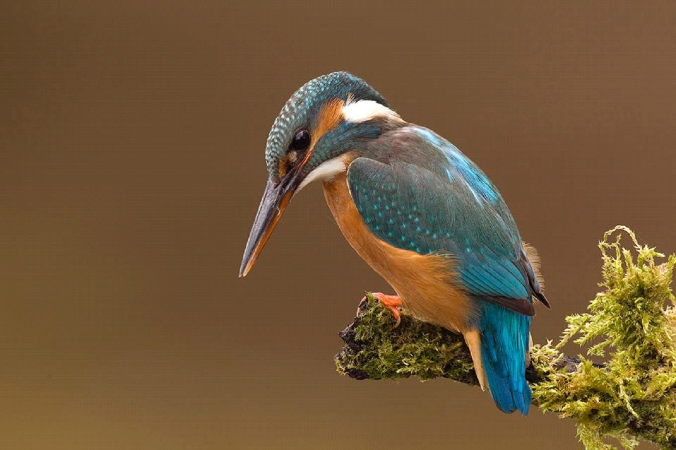 Kingfisher (1).jpg