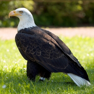 Águila-Calva.jpg