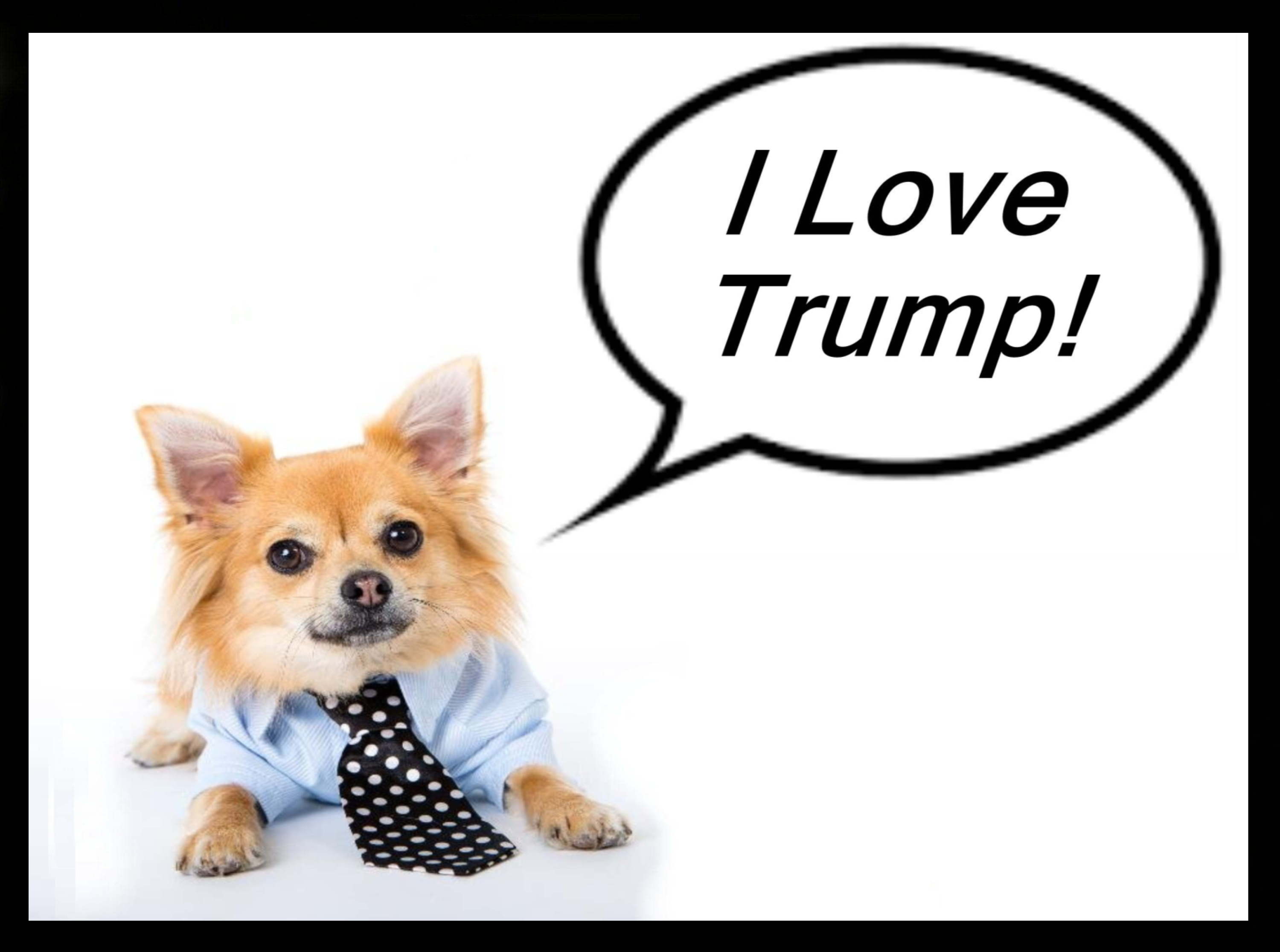 A DOG'S LOVE.jpg