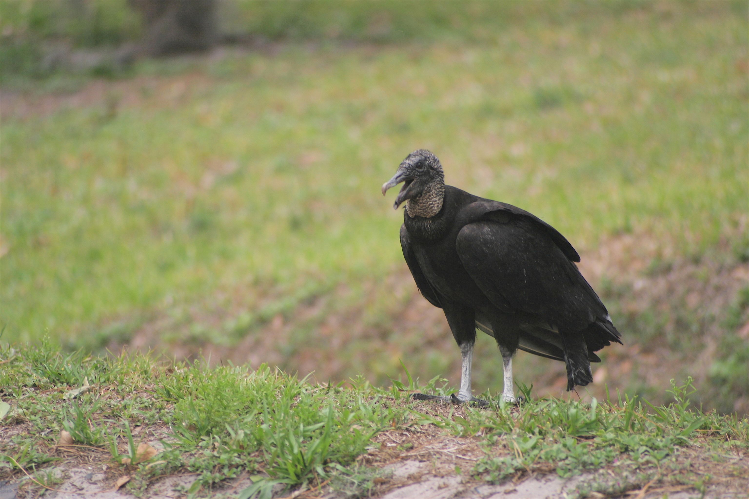 vulture laugh.jpg