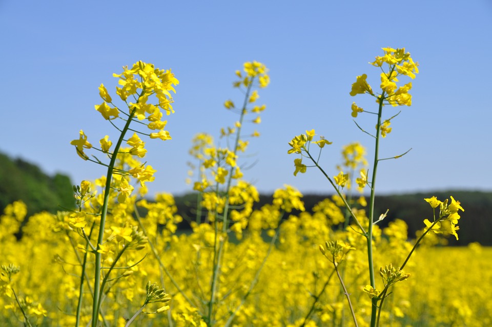 Oilseed-Rape-Field-Yellow-Nature-Field-Of-Rapeseeds-3400088.jpg