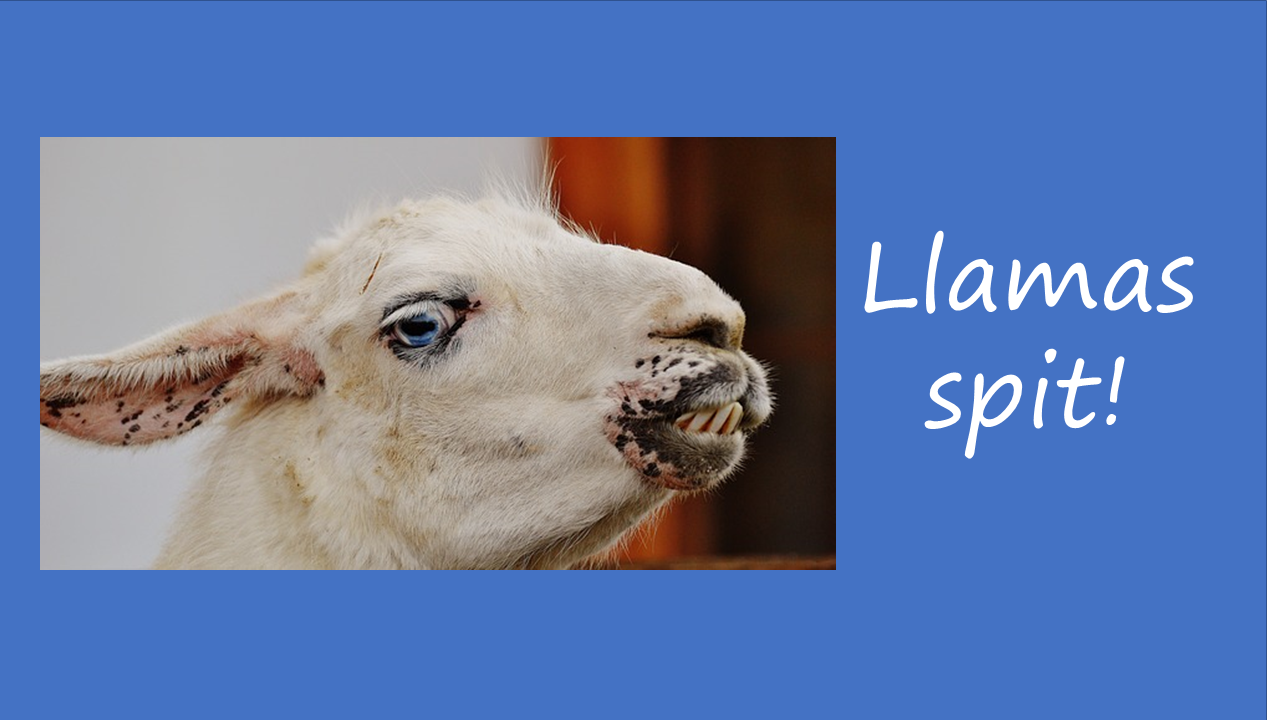 llama-spit.PNG