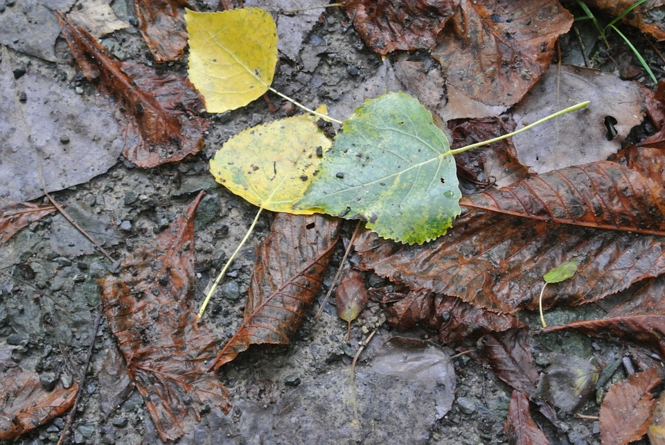 leaves-247348_960_720.jpg