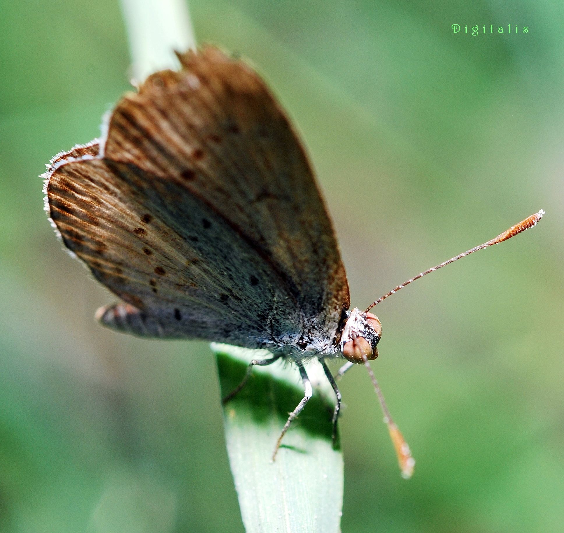DSC_3680.JPG