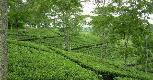 TeaGarden in Sylhet, Bangladesh (1).jpg