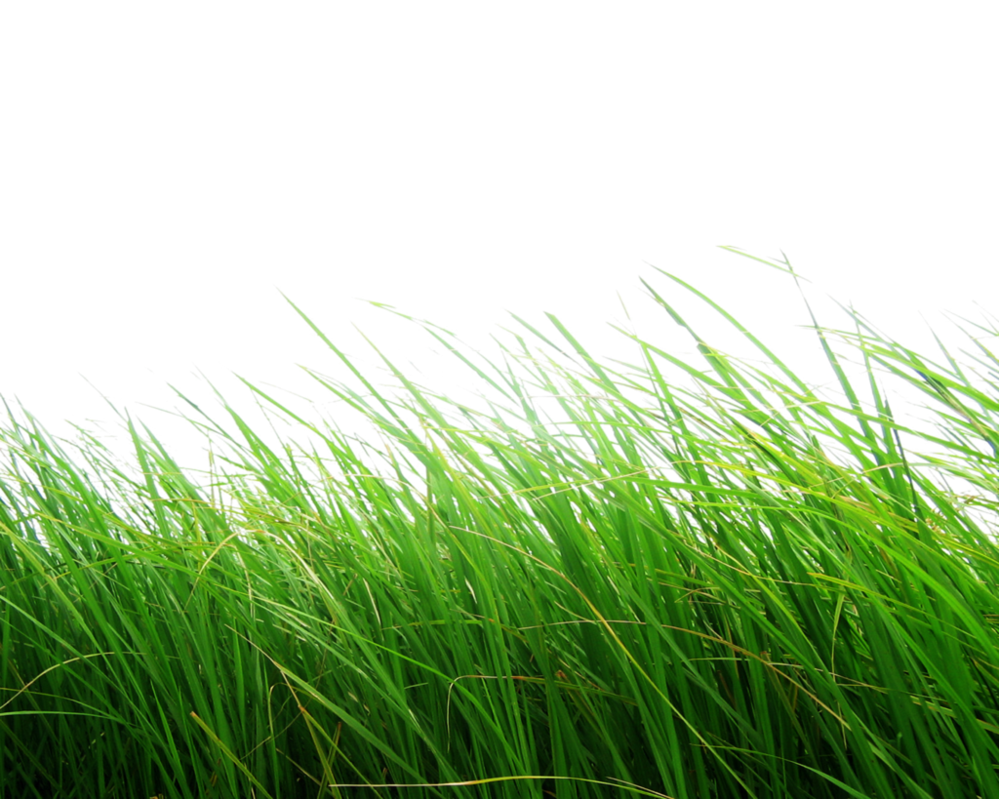 png_grass_by_moonglowlilly-d5z1o5t.png