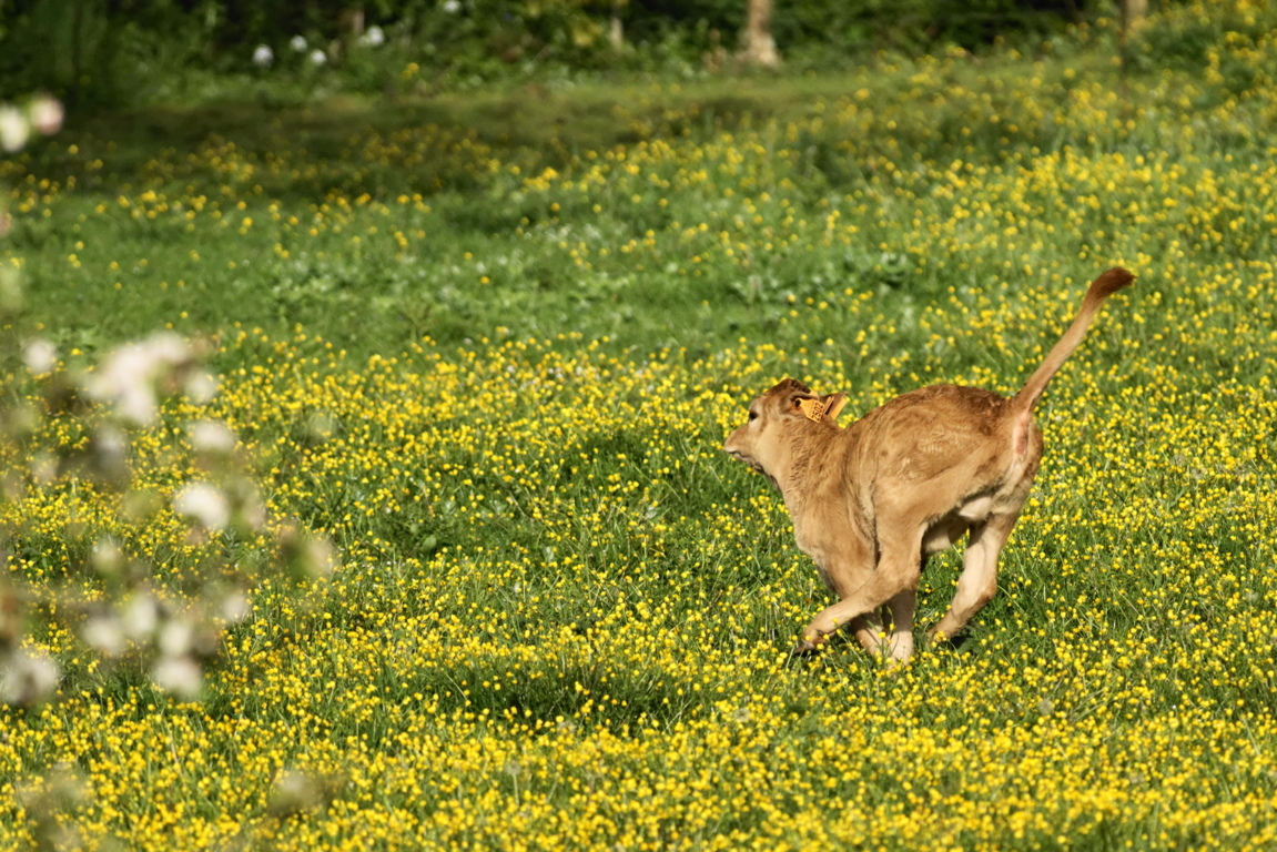 veau_dsc7563_dxo_14144794303_o (FILEminimizer).jpg