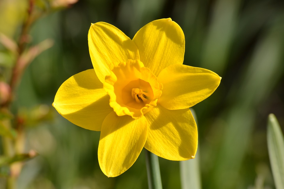 daffodil-1403154_960_720.jpg