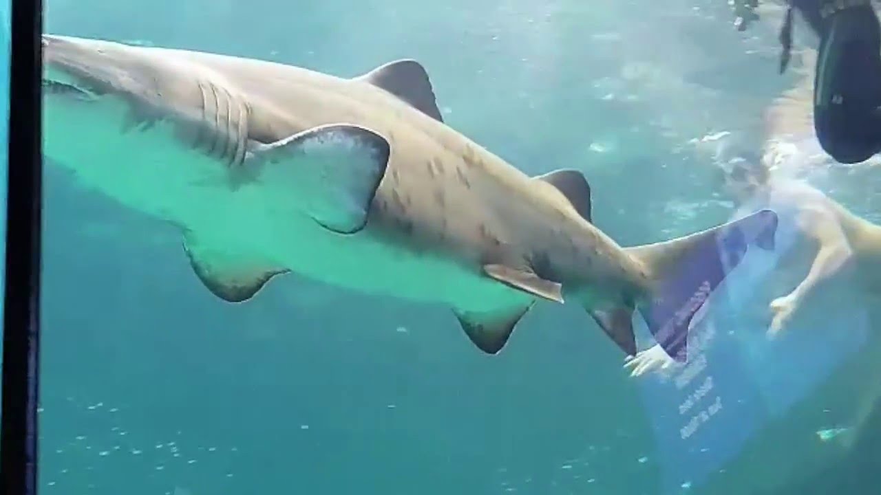 shark.jpg