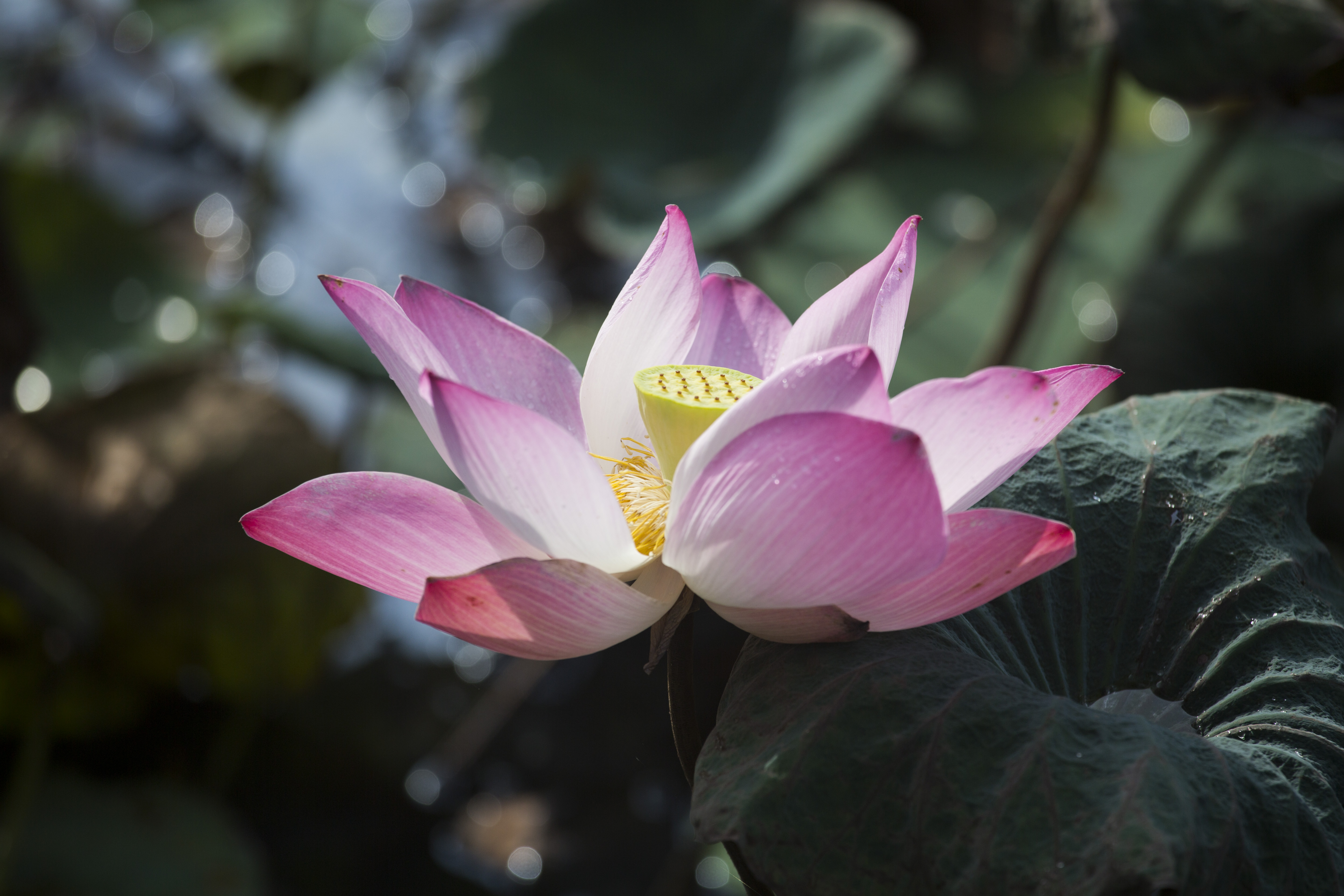 3J0A2790-hiding-lotus-flower-pink.jpg