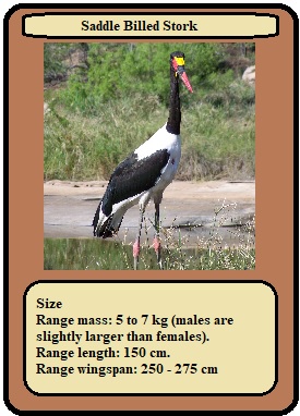 Card Saddle Billed Stork.jpg