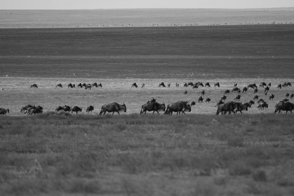 wildebeest-1148961_960_720.jpg