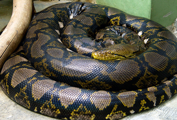 Python_reticulatus.jpg