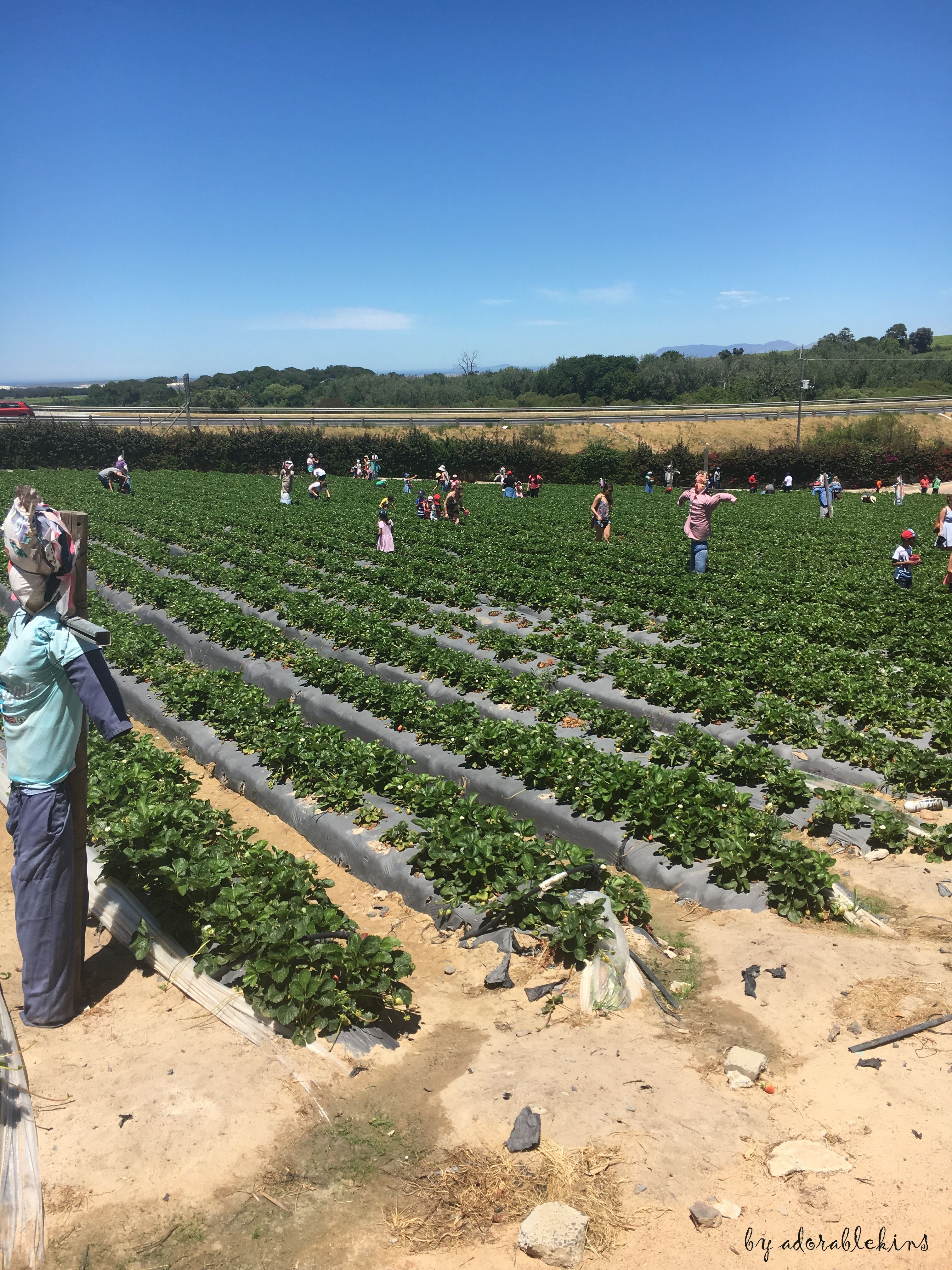 Strawberryfarm.JPG