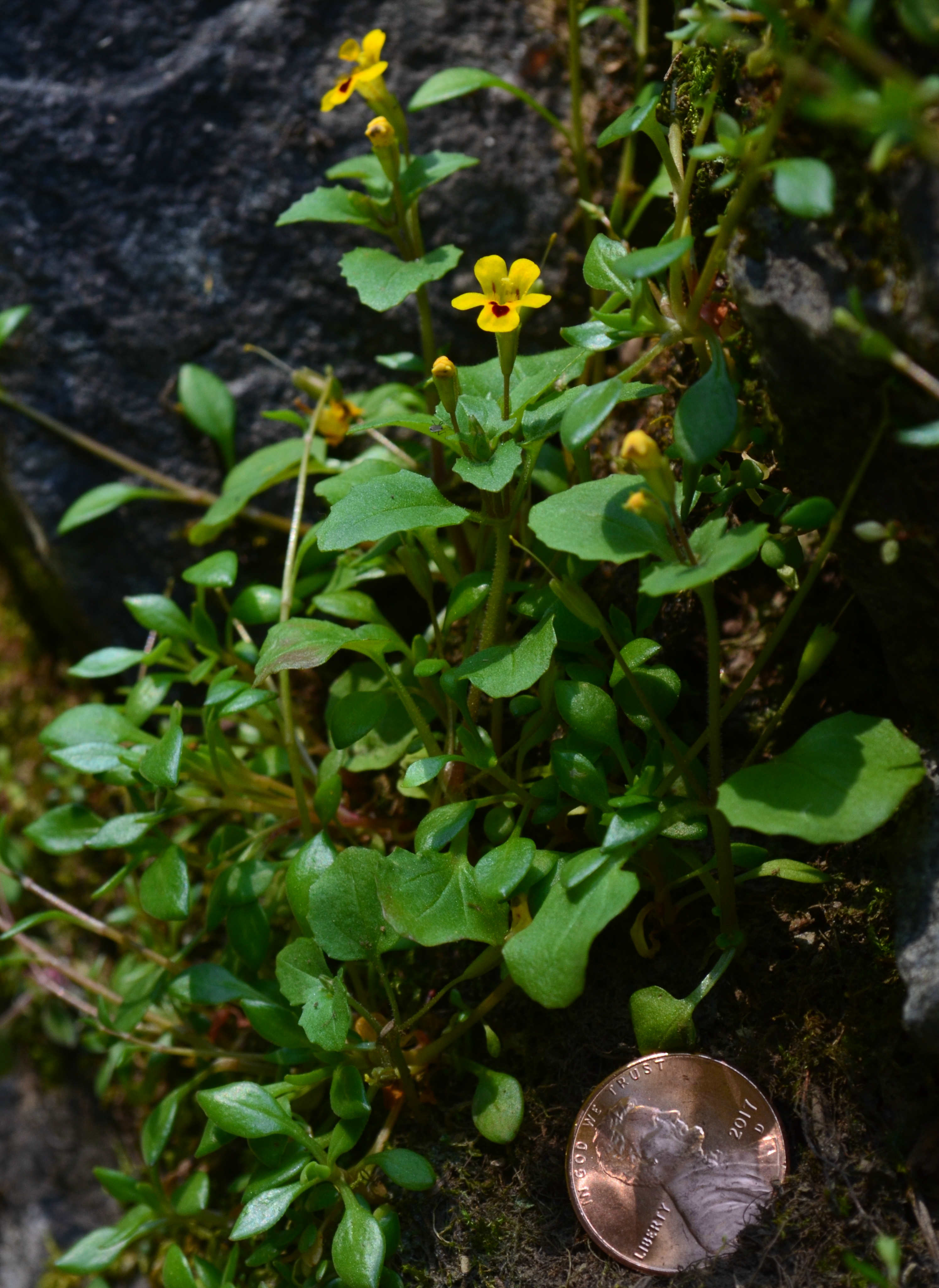 Erythranthe alsinoides monkeyflower monkey flower.jpg
