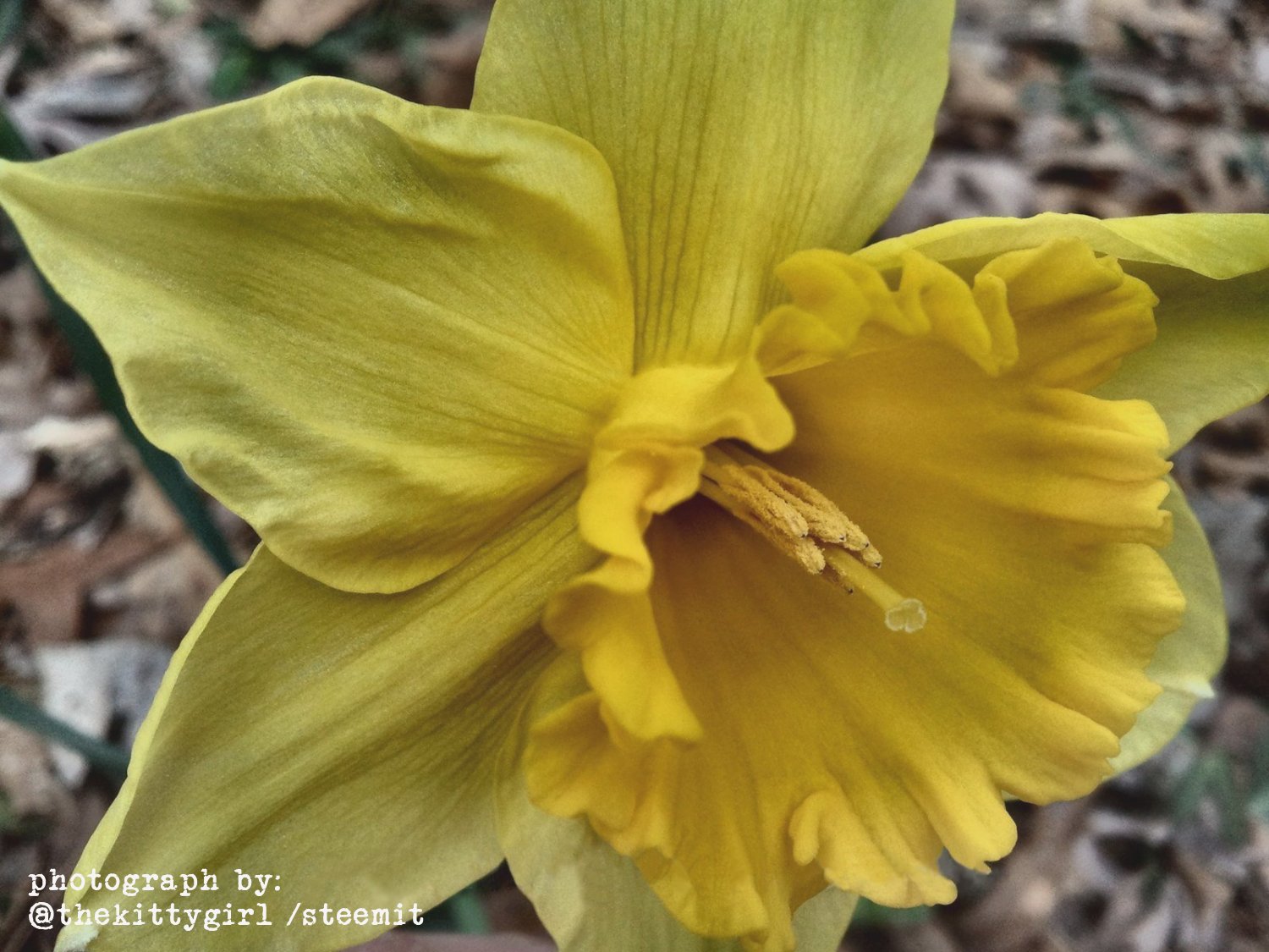 Daffodil-3.jpg