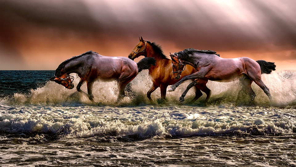 Animal Horses Fauna Nature Cavalry Sea.jpg