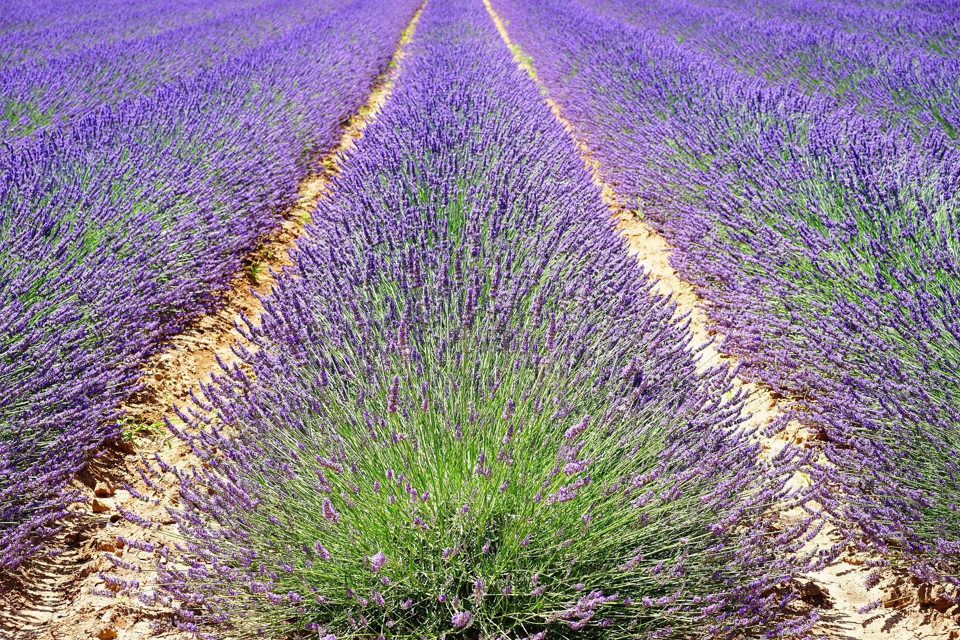 lavender-1595490_1920.jpg