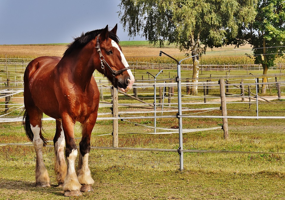 shire-horse-1751803_960_720.jpg