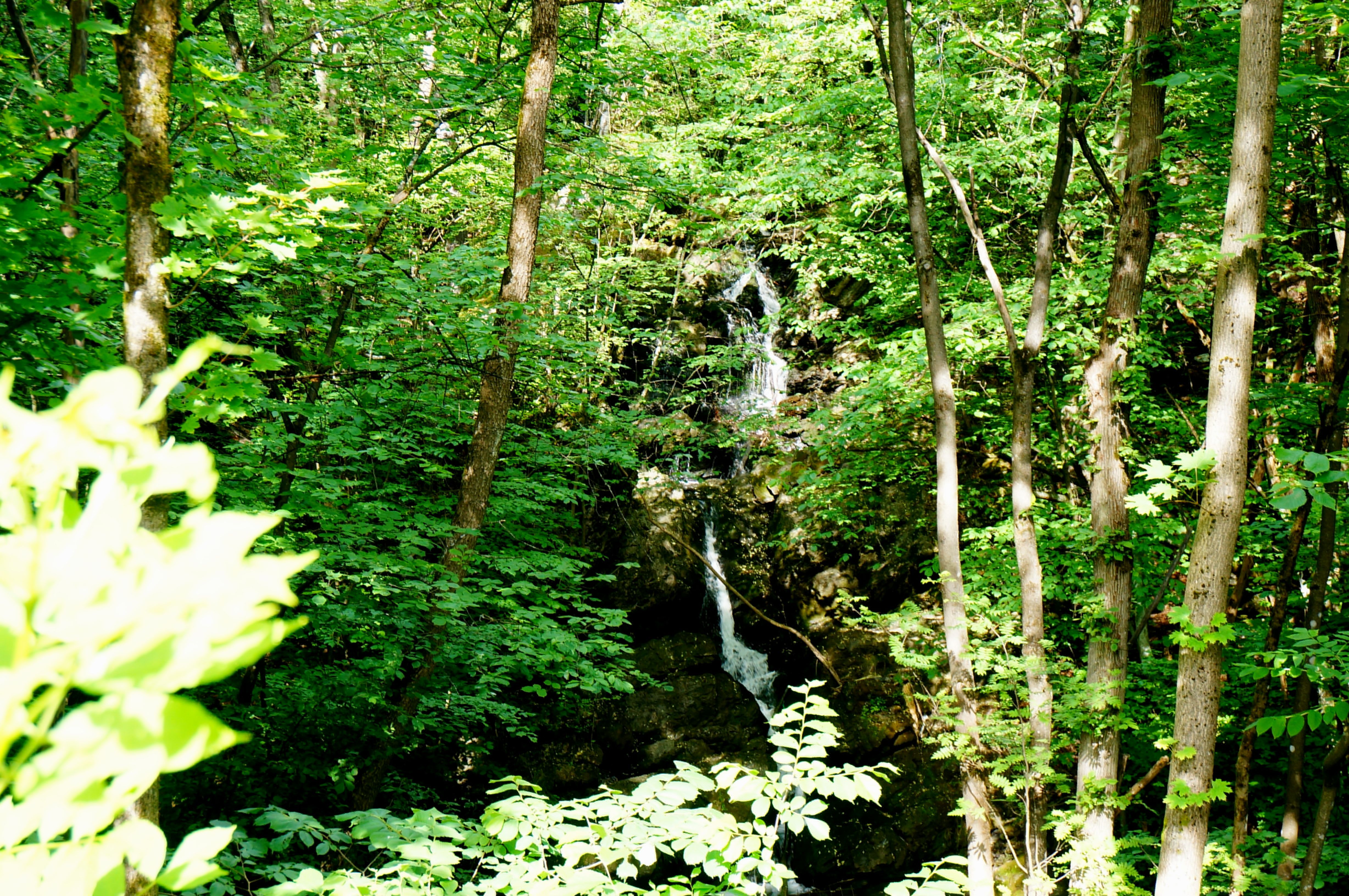 digitree-waterfall.JPG