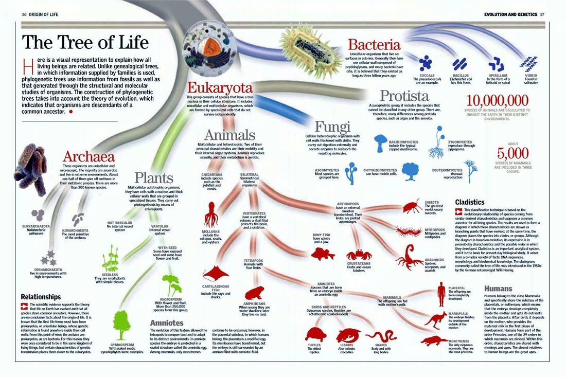 TreeofLife.jpg