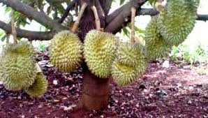 Budidaya Durian dan cara menanam durian.jpg