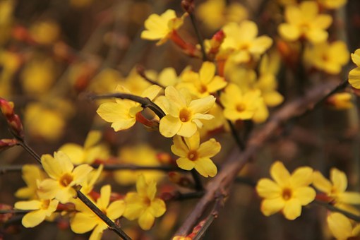 winter-jasmine-416286__340.jpg