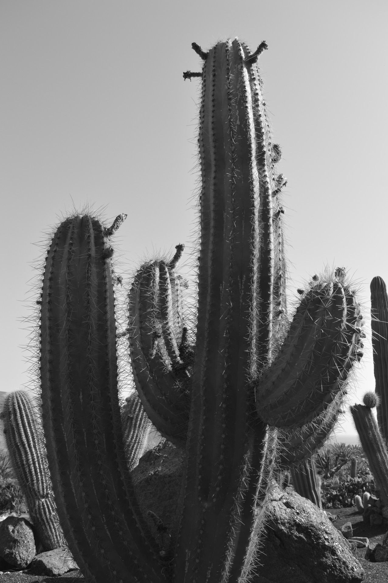 114763918261 - the land of the giant cacti fuerteventura_1.jpg