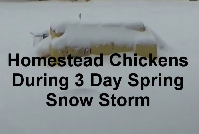 Homestead-Chickens-In-Blizzard.jpg
