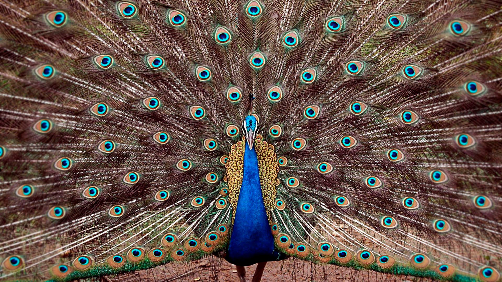 Peacock at Tata Steel Zoological Park in Jamshedpur,India.jpg