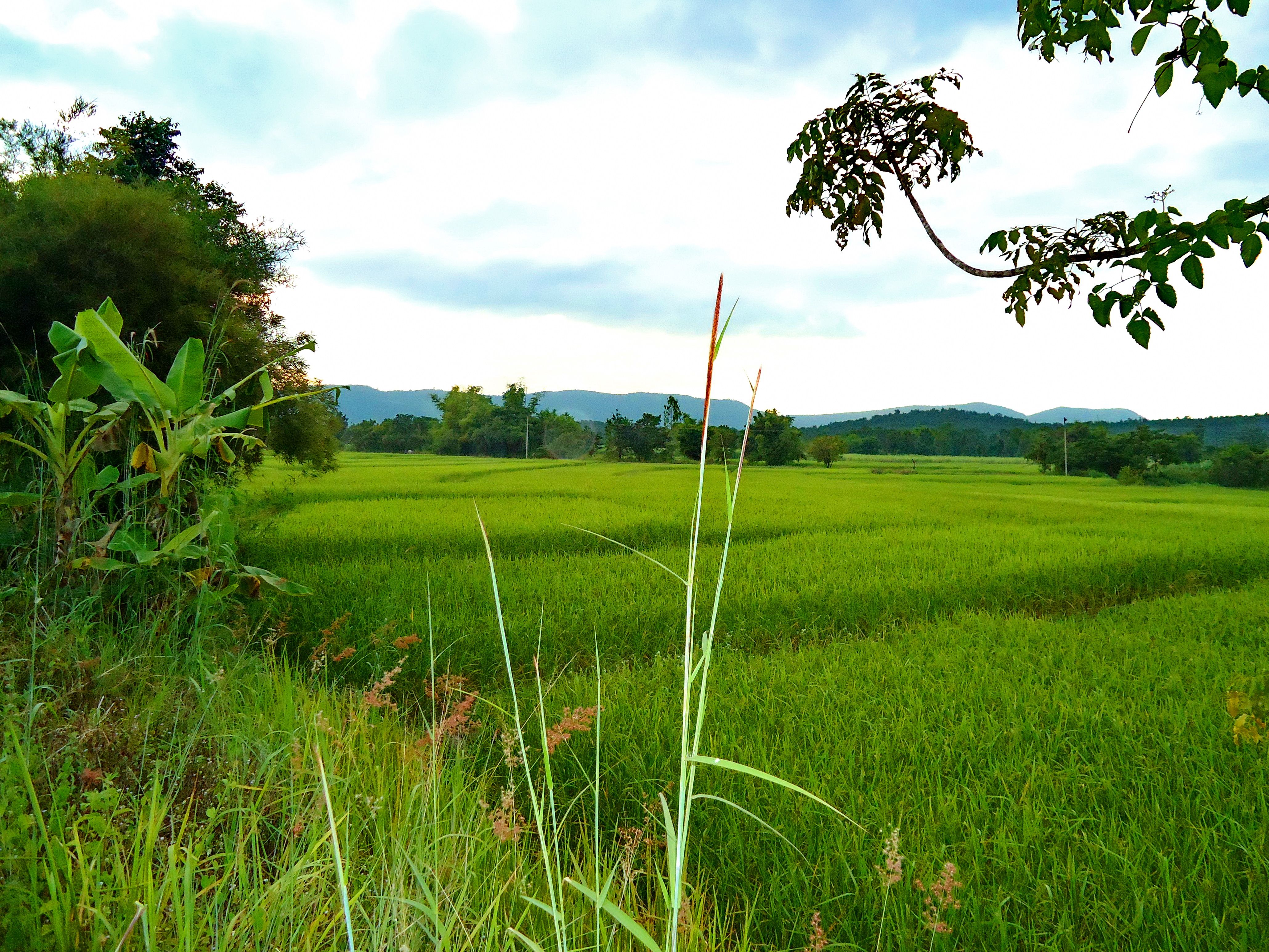 Rice Fields of Khon Kaen