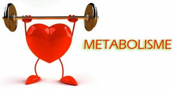 Metabolisme-katabanten.-1000x521.jpg