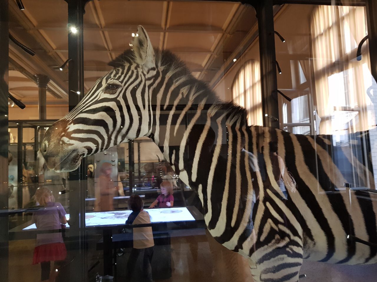 Steemit Museum Animal 1.jpeg