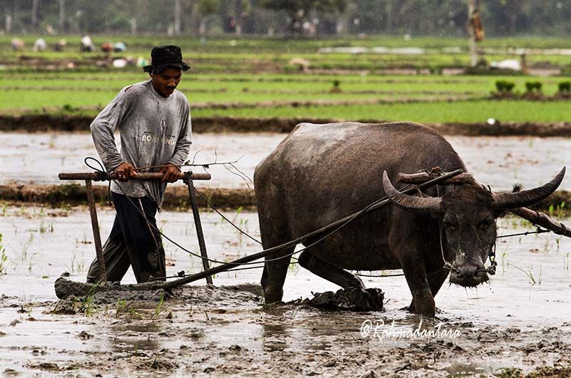 EXTINCTION OF THE BUFFALO TRADITION PLOWING RICE FIELDS — Steemit