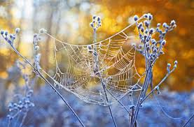 spider web.jpg