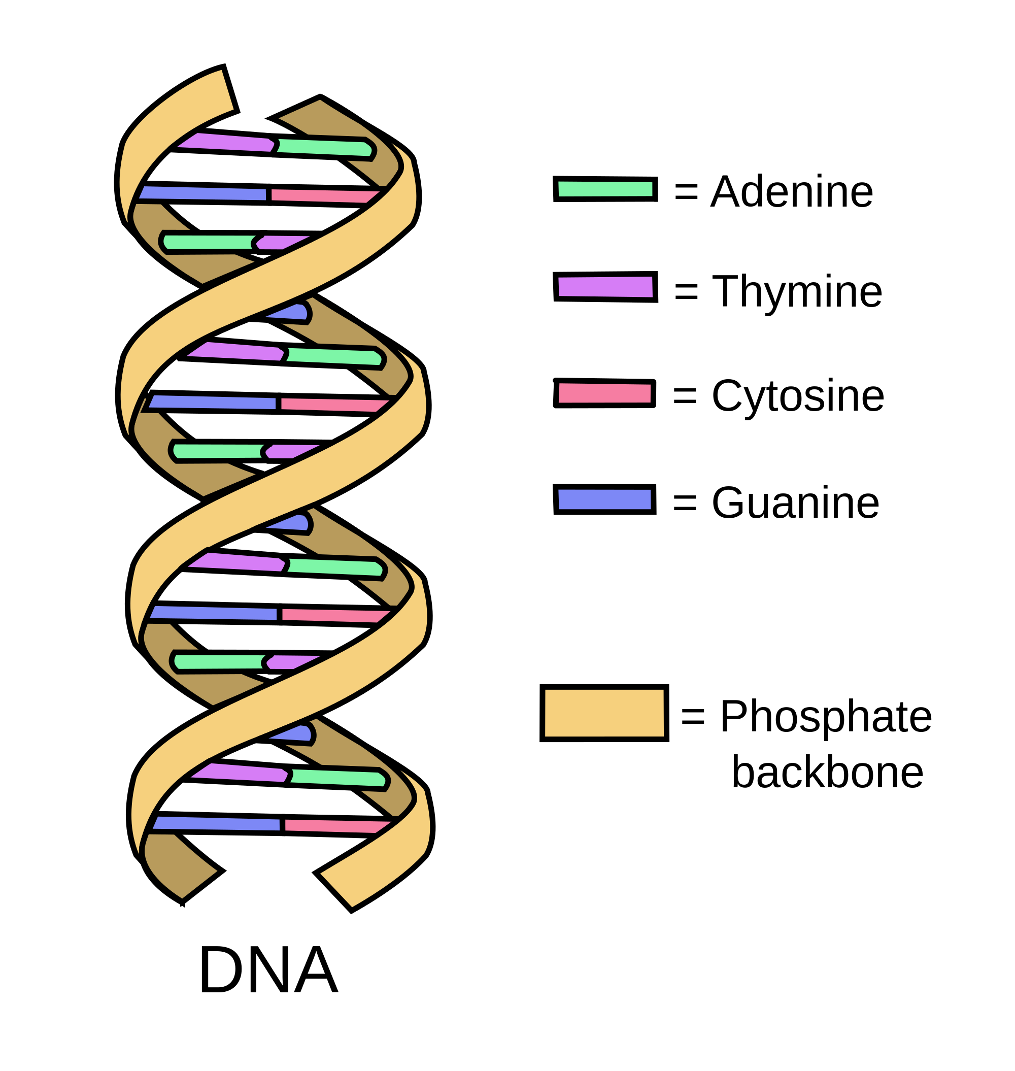 dna-structure.png